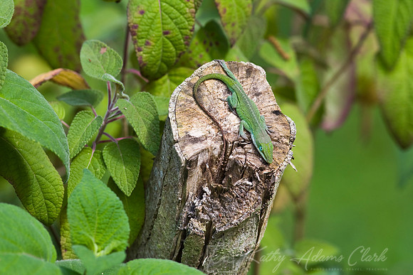 Anole lizard KAC6857