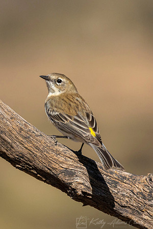 Yellow-rumped warbler KAC9516