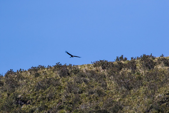Andean Condor KAC8421