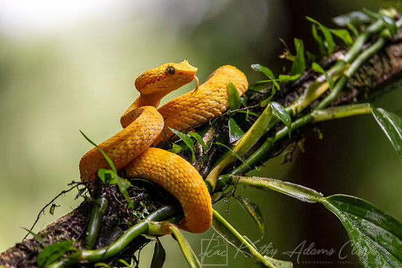 Eyelash viper KAC4929-Enhanced-NR