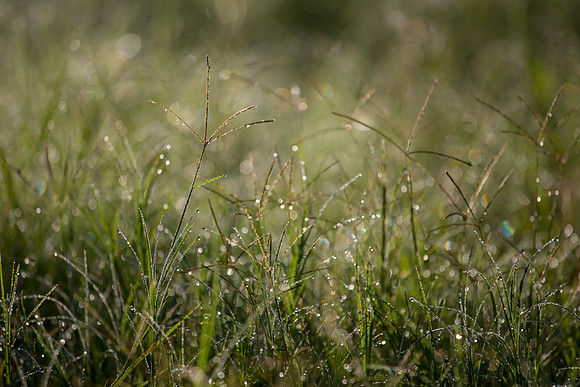 Summer Grasses KAC2764