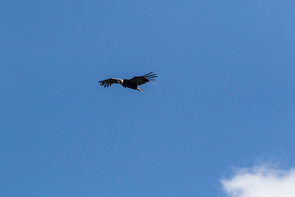 Andean Condor KAC8483