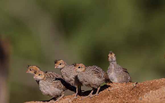 Gambel's quail KAC8899