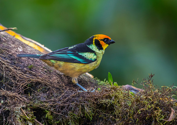 Flame-faced tanager KAC9983