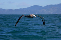 Antipodean Albatross KAC7641