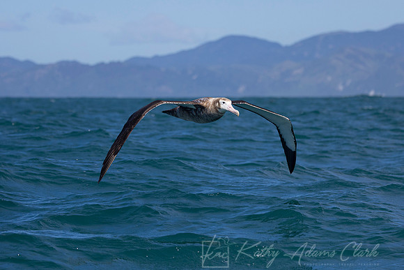 Antipodean Albatross KAC7641