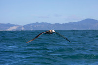 Antipodean Albatross KAC7639
