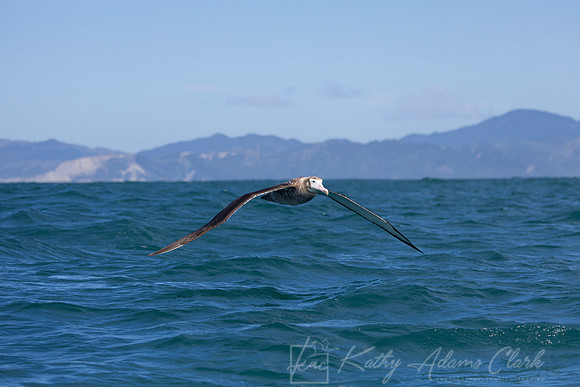 Antipodean Albatross KAC7639