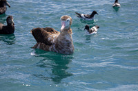 Antipodean Albatross KAC7807
