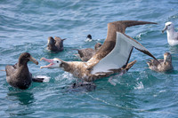 Antipodean Albatross KAC8027