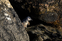 Blue Penguin KAC6614