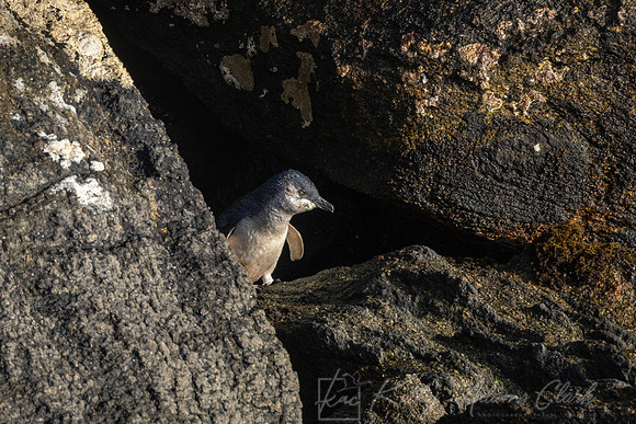 Blue Penguin KAC6614