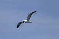Black-backed gull KAC7146