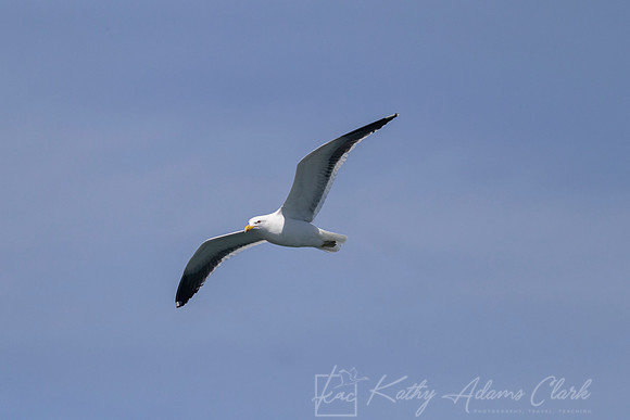 Black-backed gull KAC7146