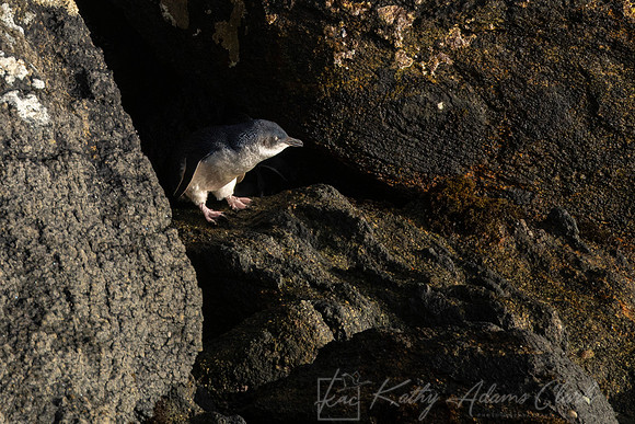 Blue Penguin KAC6623