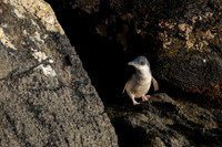 Blue Penguin KAC6644