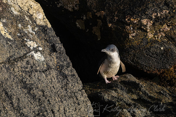 Blue Penguin KAC6644
