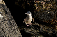 Blue Penguin KAC6645