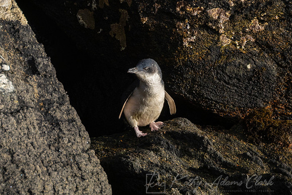 Blue Penguin KAC6645