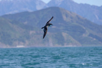 Buller's shearwater KAC7403