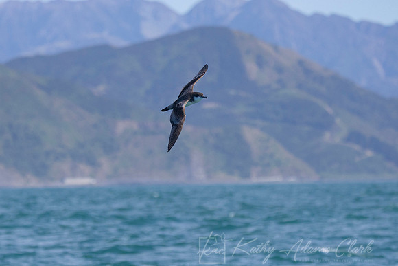 Buller's shearwater KAC7403