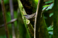 Bellbird korimako KAC5431