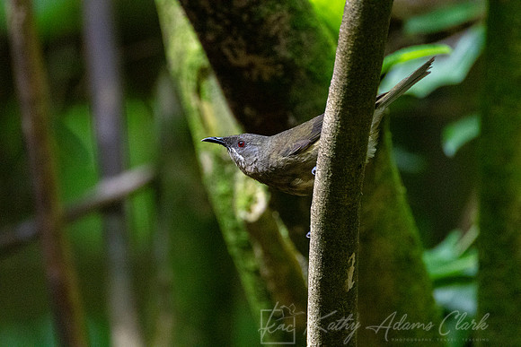 Bellbird korimako KAC5431