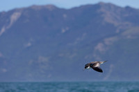 Buller's shearwater KAC7405