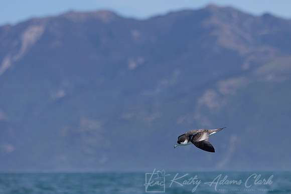 Buller's shearwater KAC7405