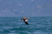 Buller's shearwater KAC7406