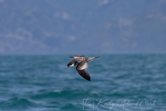 Buller's shearwater KAC7406