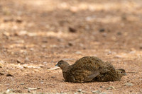 Brown quail KAC5735