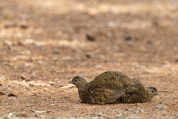 Brown quail KAC5735