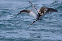 Buller's shearwater KAC8049