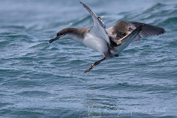 Buller's shearwater KAC8049