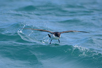 Cape Pigeon KAC7703