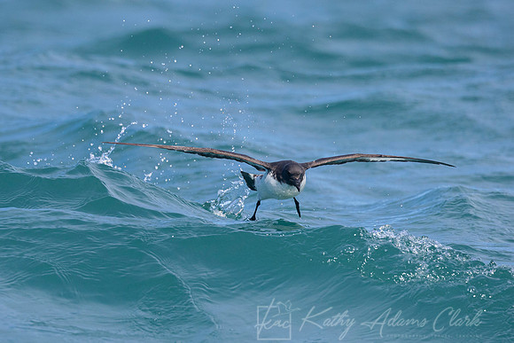 Cape Pigeon KAC7703