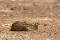 Brown quail KAC5746