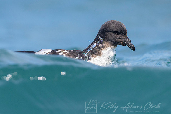 Cape Pigeon KAC7711