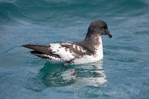 Cape Pigeon KAC7721