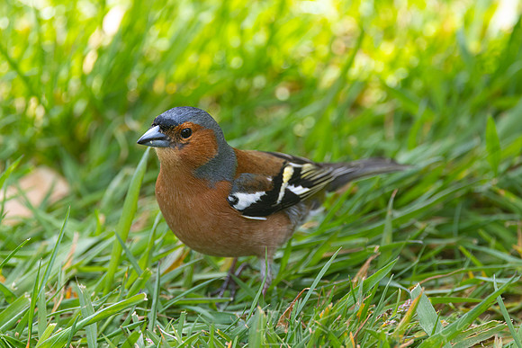 Chaffinch KAC8165