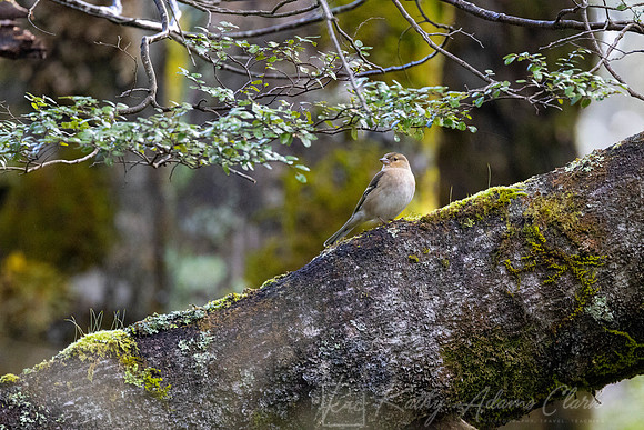Chaffinch KAC5862