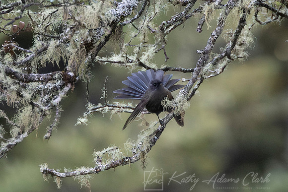 Fantail Piwakawaka KAC5827