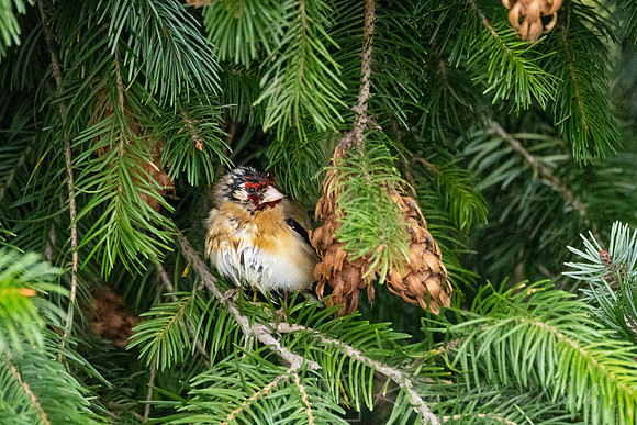 European goldfinch KAC6533