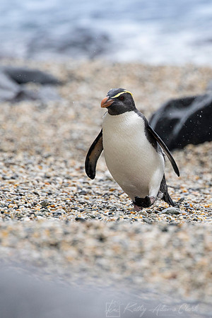 Fiordland Crested Penguin KAC6091