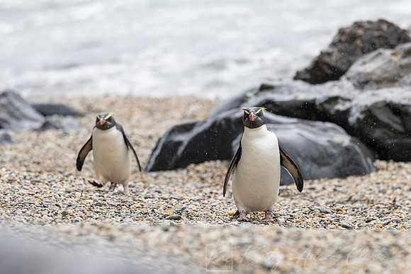 Fiordland Crested Penguin KAC6082