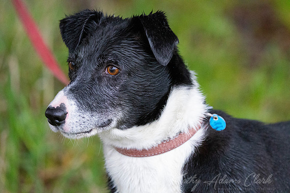 Domestic dog KAC236