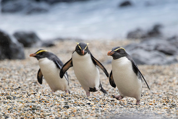 Fiordland Crested Penguin KAC6096