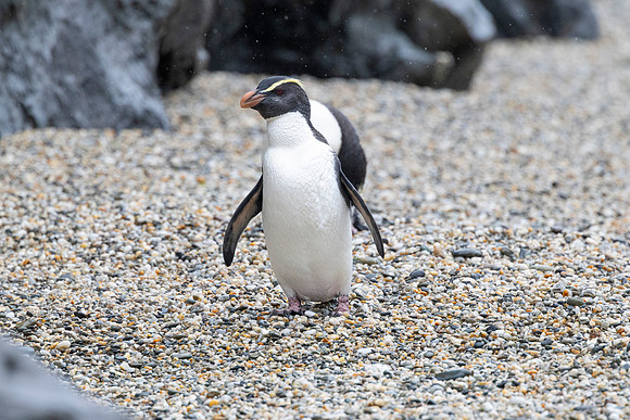 Fiordland Crested Penguin KAC6103