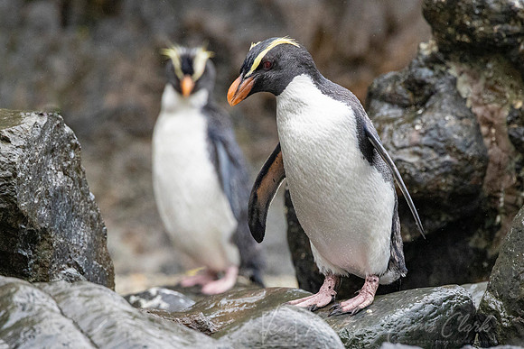 Fiordland Crested Penguin KAC6190